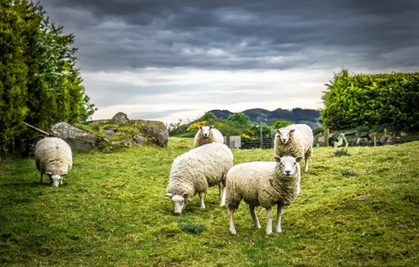 Nature, sheep, wool