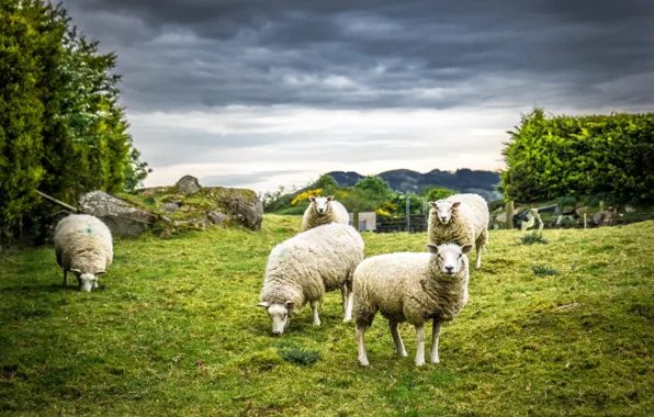 Picture nature, sheep, wool