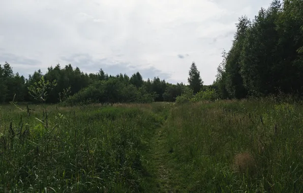 Field, forest, summer, the sky, grass, clouds, trees, nature