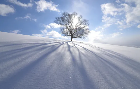 Winter, the sun, snow, nature, tree