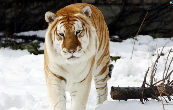 Tiger, Powerful, Perfect Killing Machine
