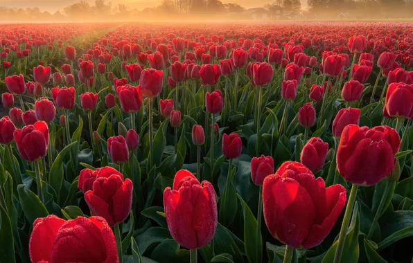 Landscape, flowers, sunrise, Netherlands, Red tulips, Spring Flowers, Tulip Field, Tulip flowers