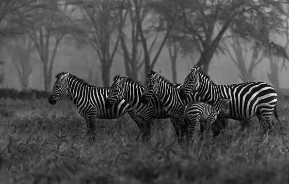 Grass, trees, rain, baby, Zebra, black and white, cub, the shower