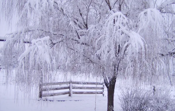 Picture frost, snow, branches, tree, the fence, Winter