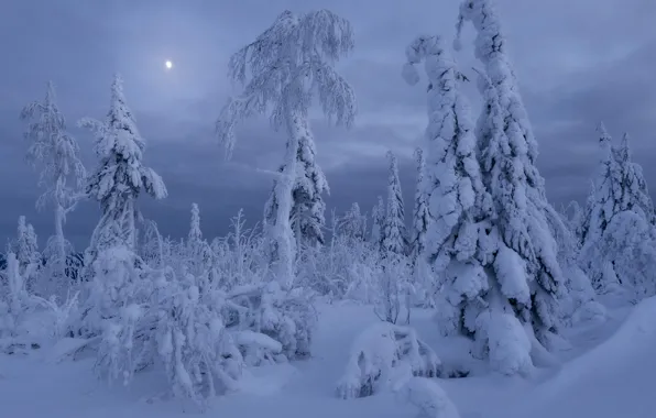 Winter, frost, forest, the sky, clouds, snow, trees, nature