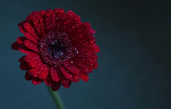 Picture background, Red, Gerbera