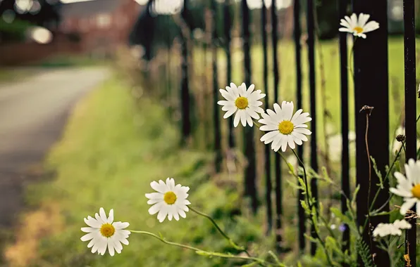 Picture street, the fence, chamomile