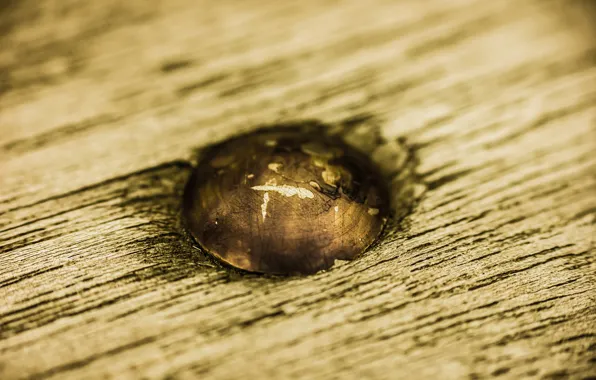 Picture trees, Board, hat