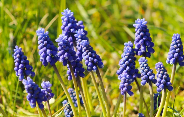 Flower, blue, spring