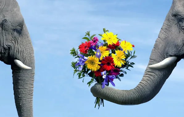 Picture BACKGROUND, PAIR, The SKY, FLOWERS, ELEPHANT, BOUQUET, LOVE, BLUE
