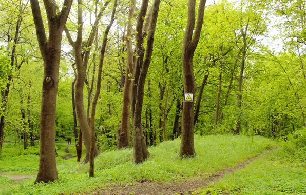 Forest, trees, park, spring
