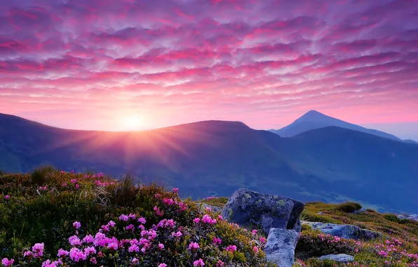 The sun, flowers, mountains, fog, dawn, rhododendrons