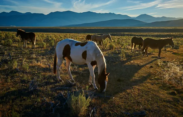 Field, grass, light, mountains, horses, the evening, horse, pasture