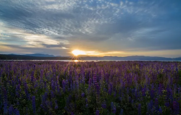 Picture flowers, lake, sunrise, dawn, meadow, CA, Nevada, California