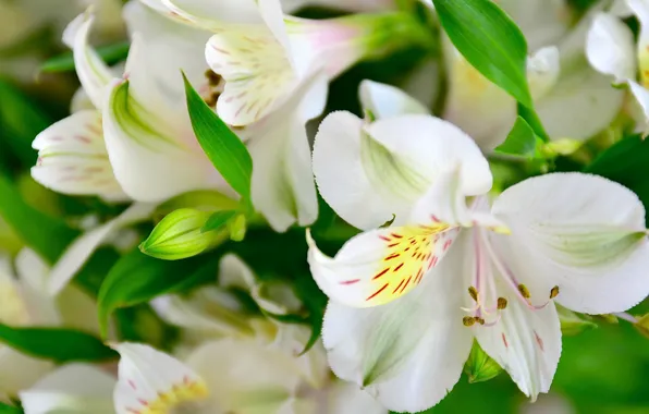 Picture flowers, nature, petals
