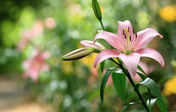 Picture flower, pink, Lily
