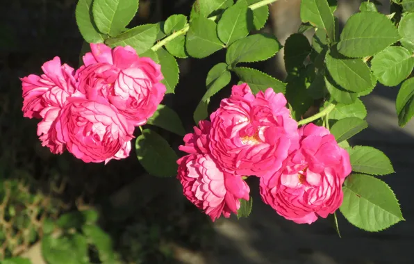 Summer, flowers, bright, roses, pink, 2018, June, Meduzanol ©
