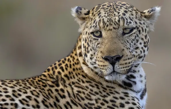 Look, face, nature, pose, portrait, leopard