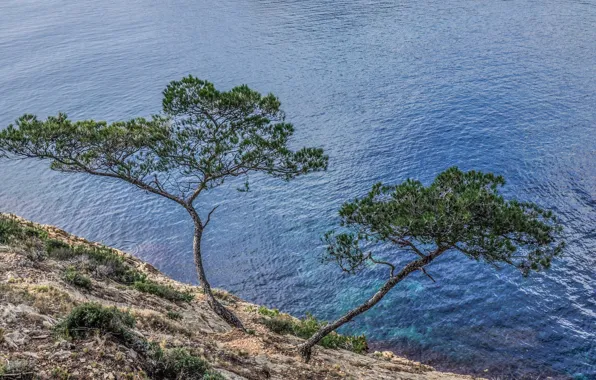 Picture sea, water, trees, landscape, slope