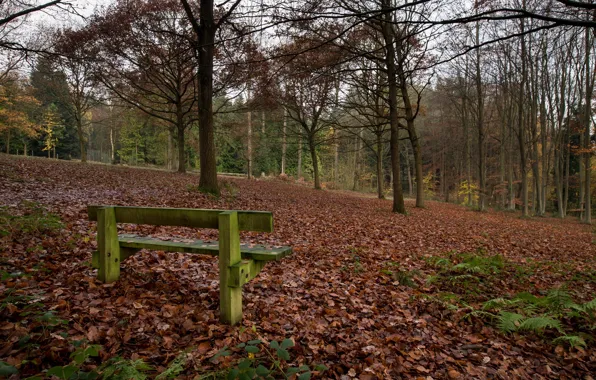 Picture autumn, Park, bench