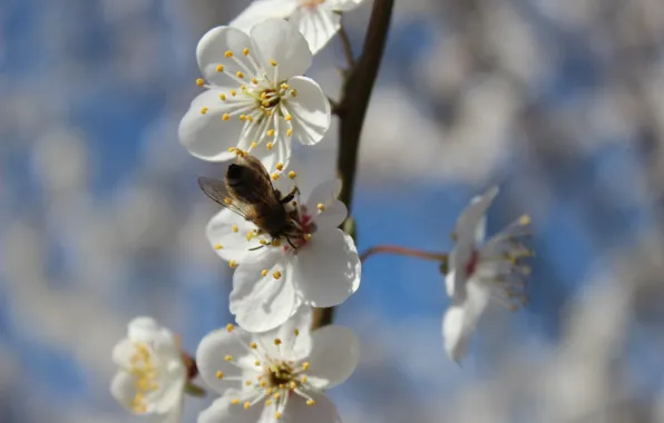 Picture the sky, flowers, bee, blue, white, pollinating