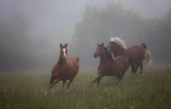 Picture field, summer, grass, trees, nature, fog, mood, horse