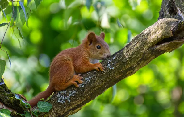 Picture leaves, nature, tree, animal, branch, cub, bokeh, animal