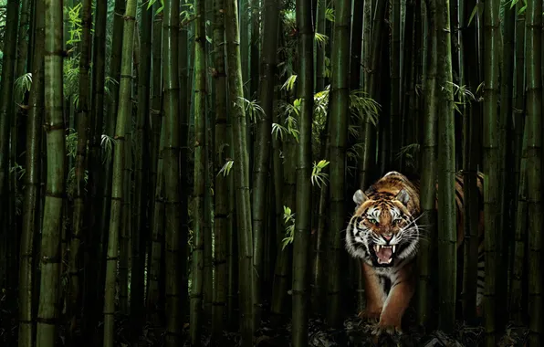 Picture animals, look, nature, tiger, danger, plants, predator, bamboo