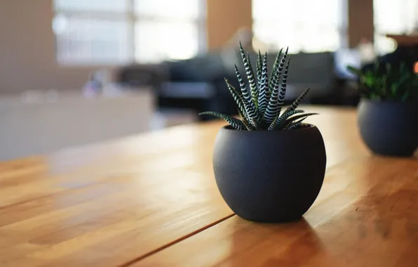 Table, plant, pot