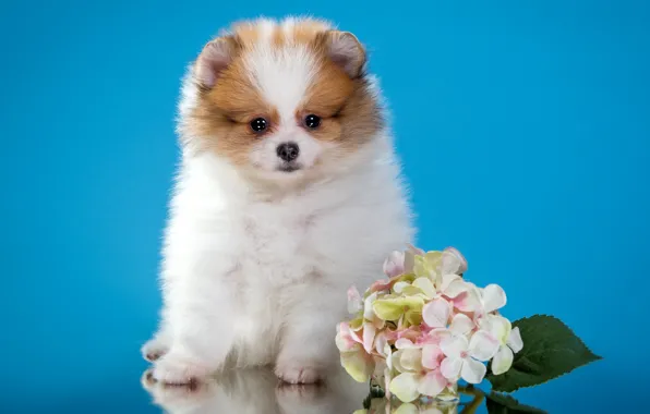 Flowers, cute, puppy, Spitz