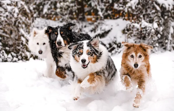 Winter, dogs, look, snow, trees, nature, pose, Park