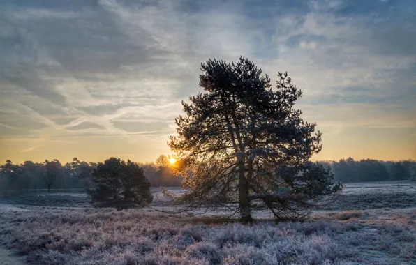 Picture winter, frost, field, snow, trees, pine