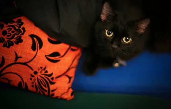 Picture cat, cat, look, black, lies, pillow