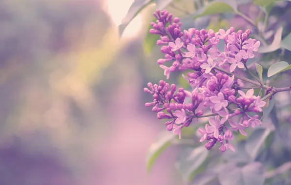 Picture flowers, color, Bush, branch, lilac