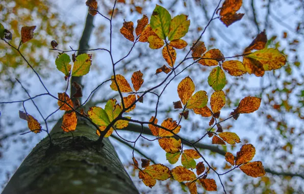 Autumn, leaves, trees, branches, trunk