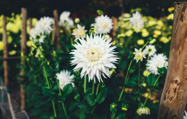 Flowers, garden, white, flowerbed, bokeh, columns, dahlias