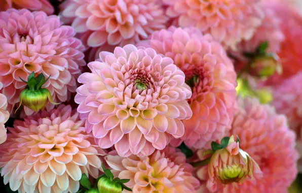 Picture macro, petals, dahlias