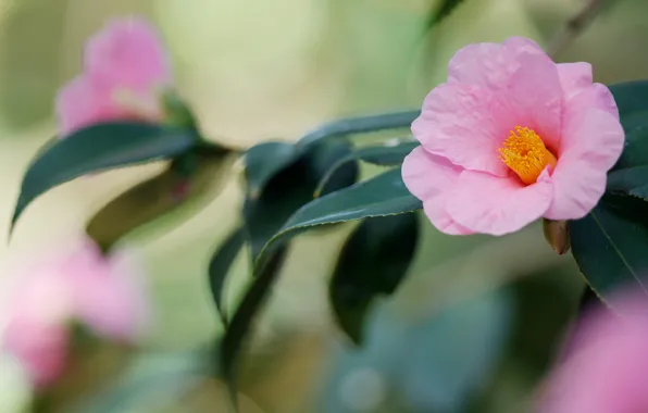 Picture leaves, flowers, branches, blur, pink, flowering, bokeh, Camellia
