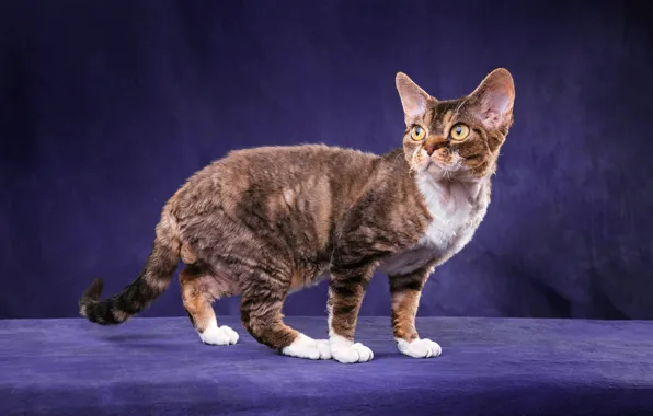 Cat, cat, look, pose, kitty, cat, muzzle, color