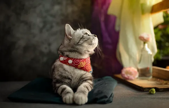 Cat, cat, look, flowers, pose, window, fabric, lies