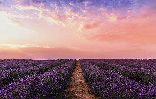 Summer, the sky, sunset, flowers, dal, the evening, space, path