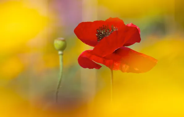 Flower, summer, yellow, red, bright, background, Mac, blur