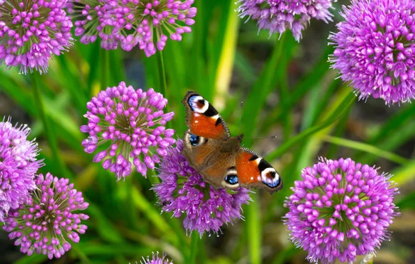 Macro, flowers, butterfly, Peacock, decorative bow, Allium