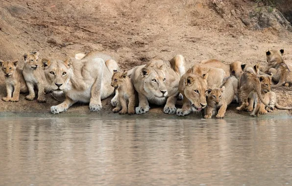 Cats, the cubs, drink, lioness, Pride