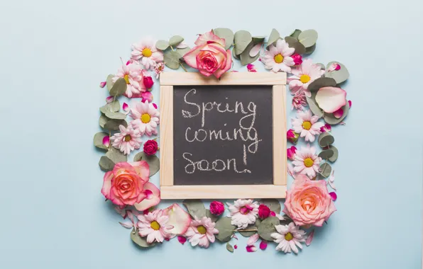 Flowers, background, roses, petals, buds, decor