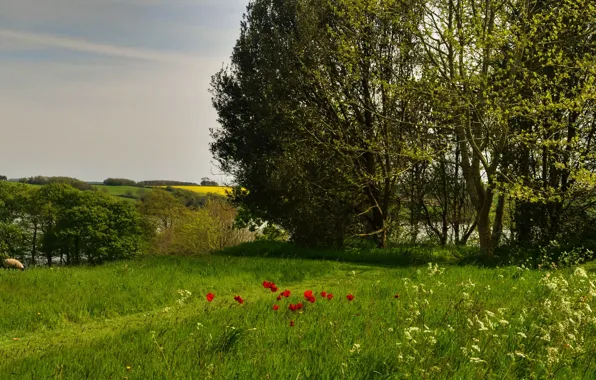 Greens, summer, grass, the sun, trees, river, field, sheep