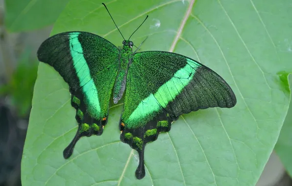Sheet, microsemi, wings, Butterfly, insect, beautiful, closeup
