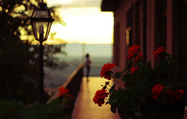 Flowers, red, petals