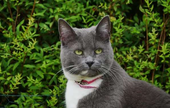 Grey, collar, kitty