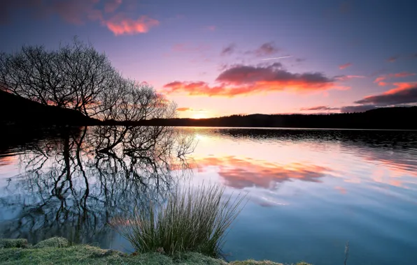 Forest, sunset, lake, reflection, tree, the evening, silhouette, twilight